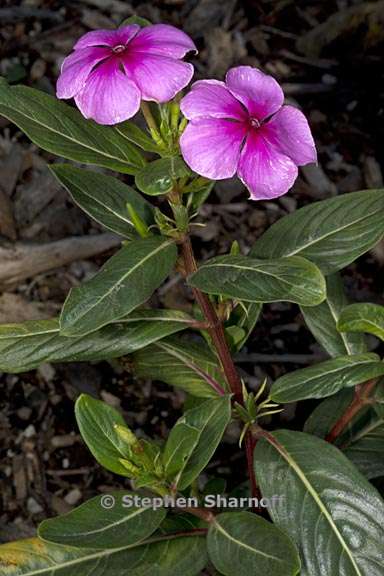 catharanthus roseus 2 graphic